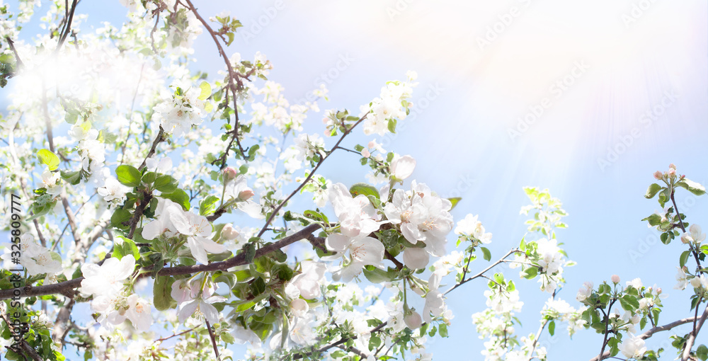 Fototapeta premium Spring background. Branches of a blossoming apple tree in the sunshine against a blue sky. Spring banner with a joyful mood. Spring wallpaper on the screen.