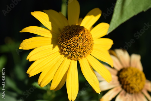 Blume