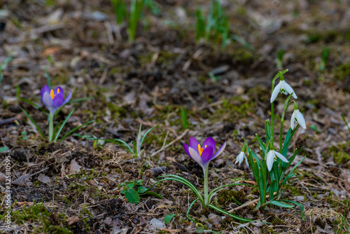 purple crocus flowers and snowdrops at spring
