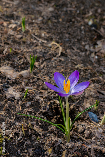Purple crocus in the garden on early spring