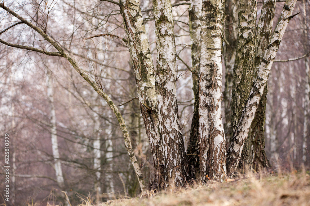 Birch autumn forest. Betula pendula (Silver Birch). Sunset in Dense forest. Birch autumn forest. Betula pendula (Silver Birch). Sunset in Dense forest.