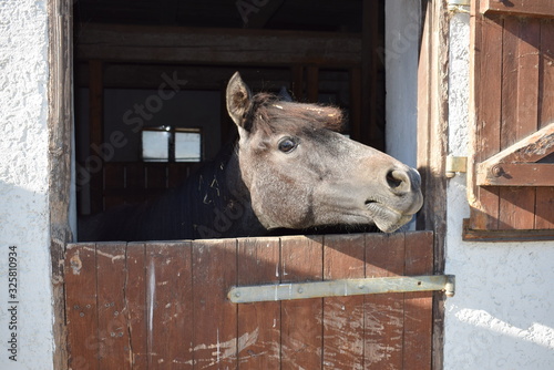 Pferd