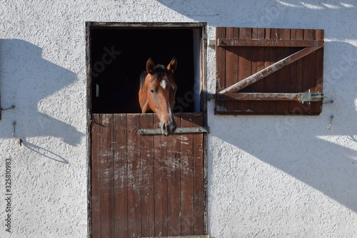 Pferd