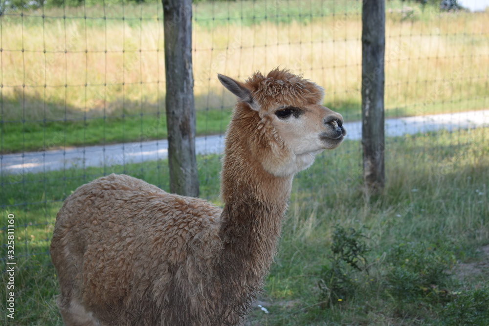 Obraz premium Alpaka