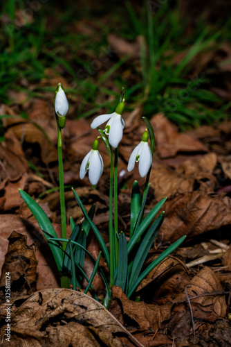 Snowdrop flowers in the garden