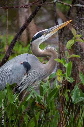 great blue heron photo