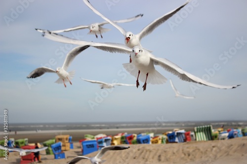 seagulls on the beach