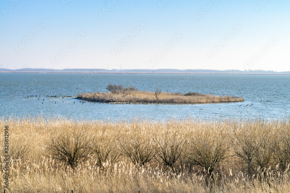 Panoramic view of the swampy nature reserve Oostvaardersplassen in Almere, The Netherlands. Spring landscape with marsh grass, bird island on the lake, blue sky and horizon line. 