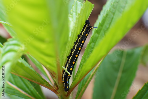 Arcte coerula, Ramie Moth Caterpillar is eating the leaves of plants in the garden © cineos