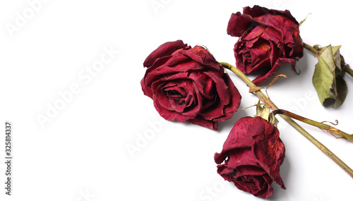 Fototapeta Naklejka Na Ścianę i Meble -  Dead red rose on a white background with copy space
