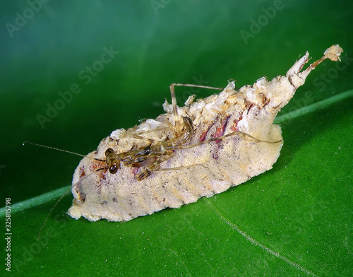 Praying mantis nymph hatching from an ootheca  photo