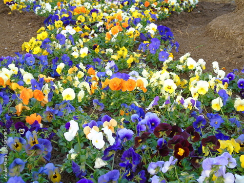 Multicolori naturali dei fiori di primavera