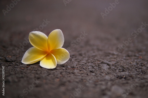 Yellow frangipani flowers lying on the road, with copy space, blurry