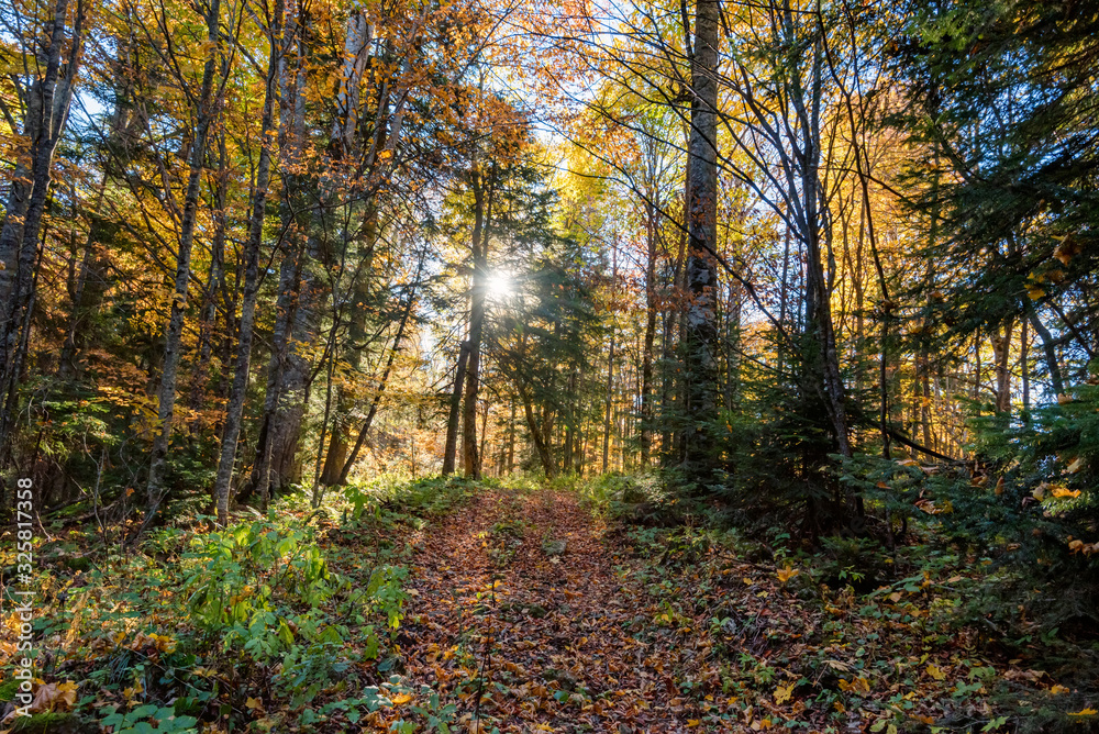 Fototapeta premium Sunny autumn morning in pine forest beautiful natural landscape