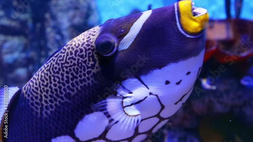 Clown triggerfish Coral reef fish swims underwater.