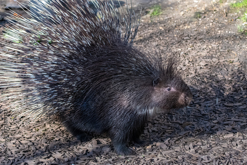 Porcupine standing with erect thorns, cute animal
