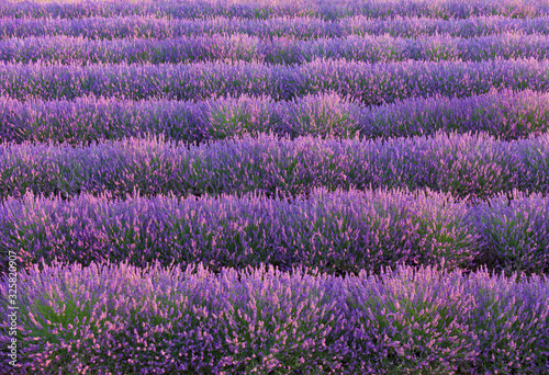 France, Provence Alps Cote d'Azur, Haute Provence, Valensole Plateau, Lavender Field, close-up photo