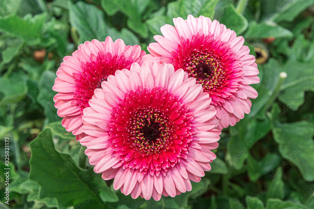 Closeup of beautiful red pink gerberas in a greenhouse Closeup of beautiful red pink gerberas in a greenhouse