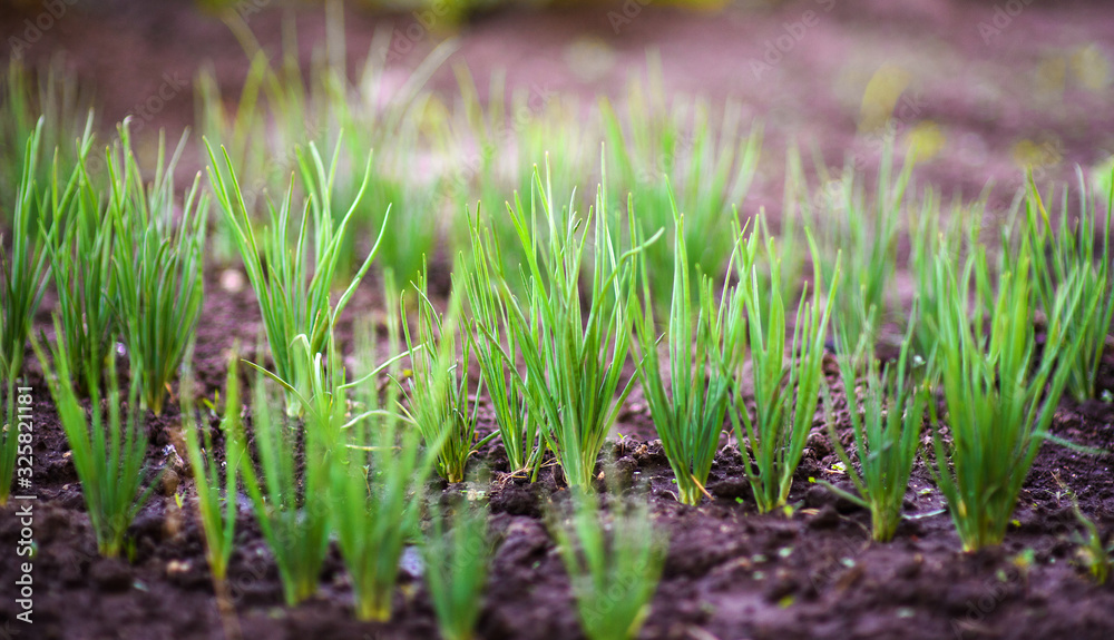 Green onions growing in the garden. Spring time. Green onions growing in the garden. Spring time.