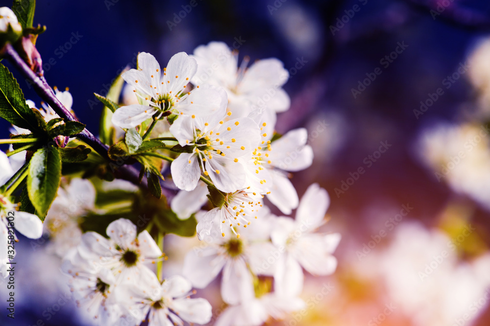 Apple garden, blossom on tree. Flowering orchard in spring time. Seasonal background. Flowering orchard in spring time. Scenic image of trees in dramatic garden. Beauty of earth, Ukraine.