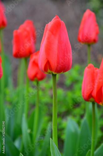  red tulips in the garden closeup bokeh