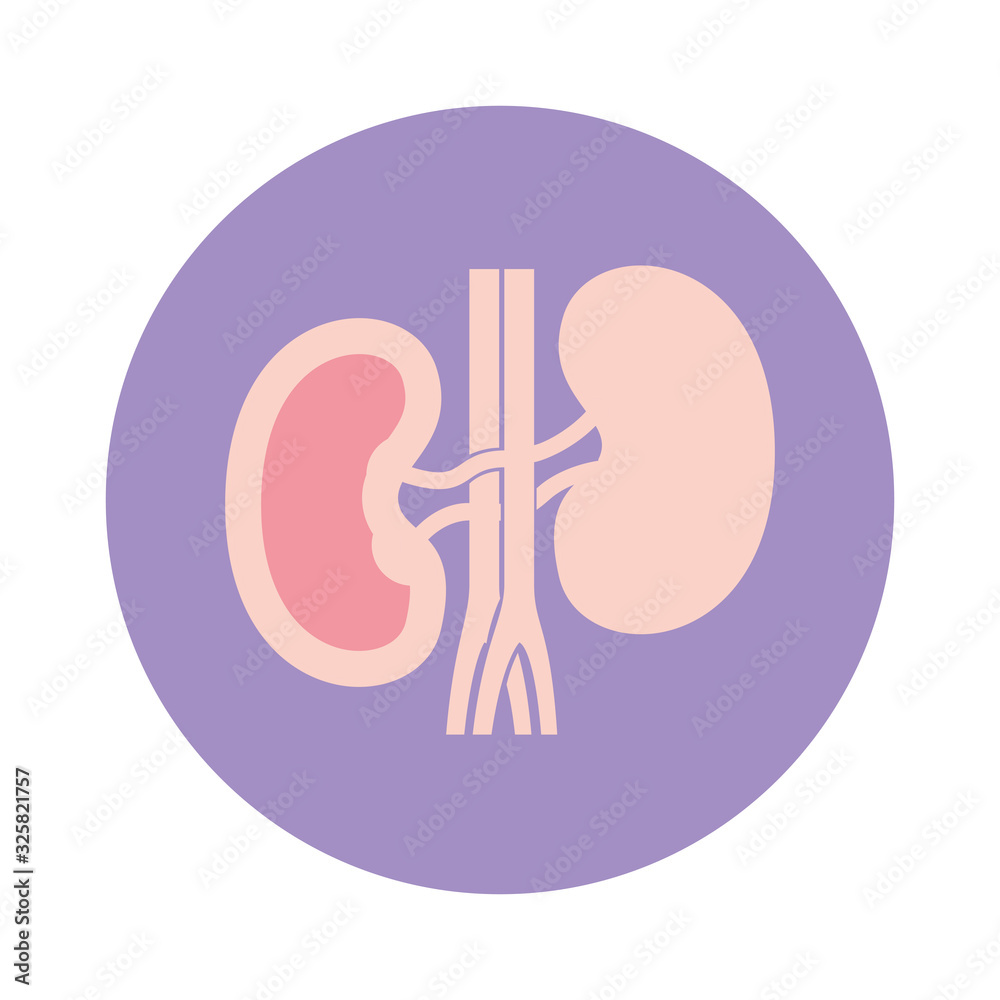Isolated kidneys icon vector design Isolated kidneys icon vector design