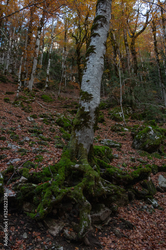 Tree and Brown Leaves