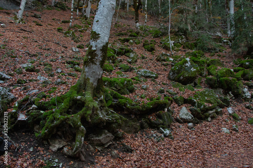 Tree and Brown Leaves