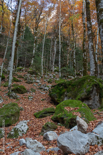 Moss and Rocks in the Forest