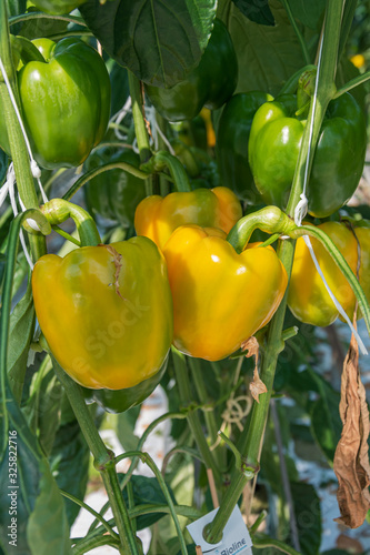 Yellow peppers growing in a large greenhouse