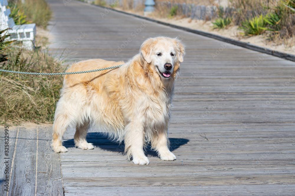 A golden retriever dog stands alone on boardwalk with happy smiling face A golden retriever dog stands alone on boardwalk with happy smiling face