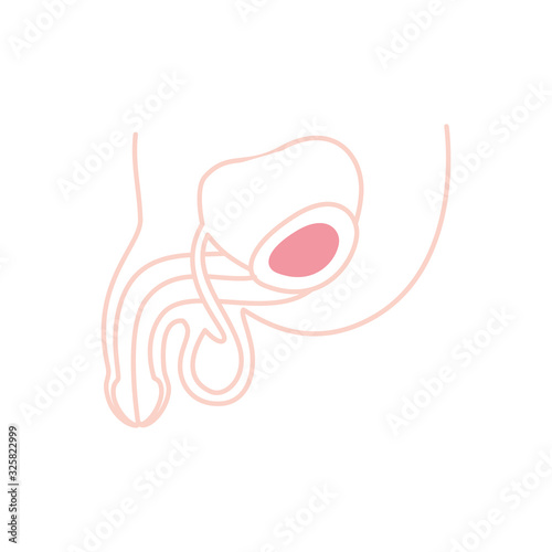 Isolated male reproductive system icon vector design