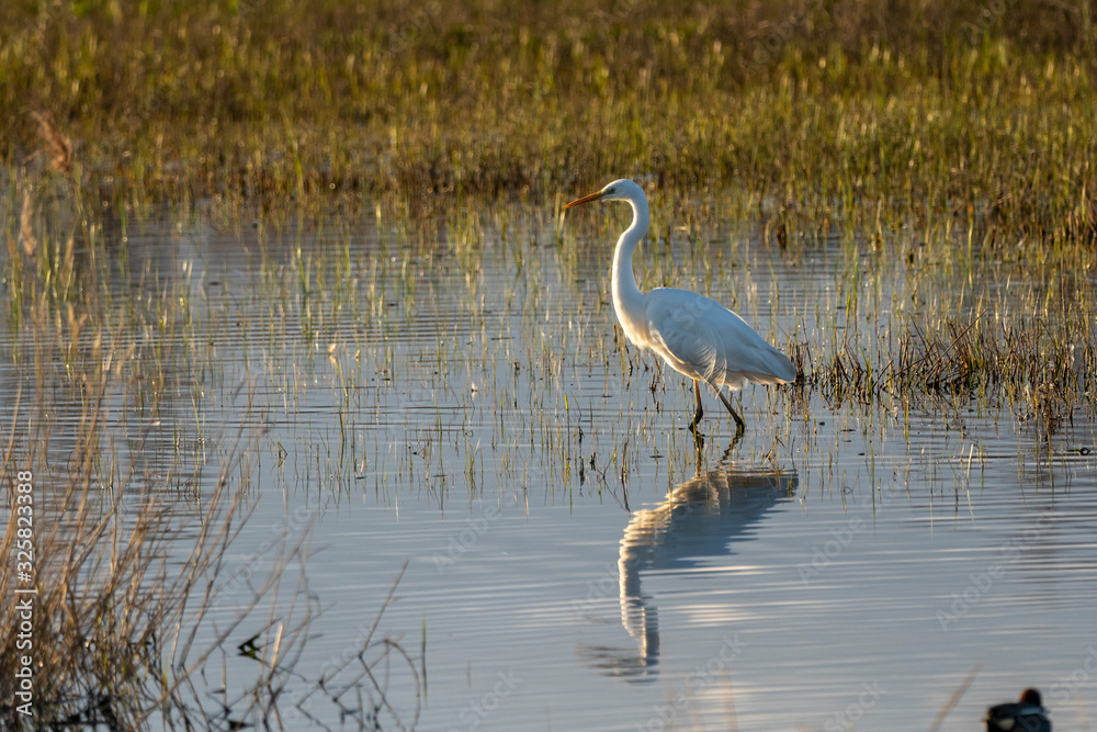 Obraz premium White heron (ardea alba) at dawn in the Natural Park of the Marshes of Ampurdán.