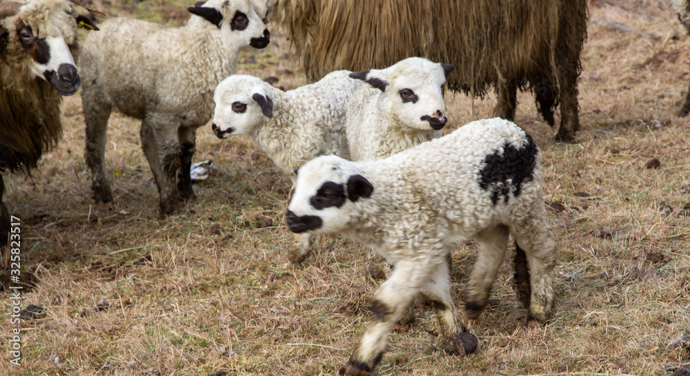 Obraz premium lambs