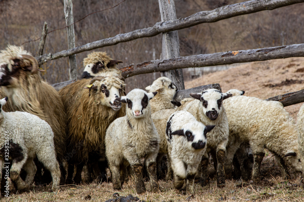 Fototapeta premium Flock of sheep in the mountains of Romania