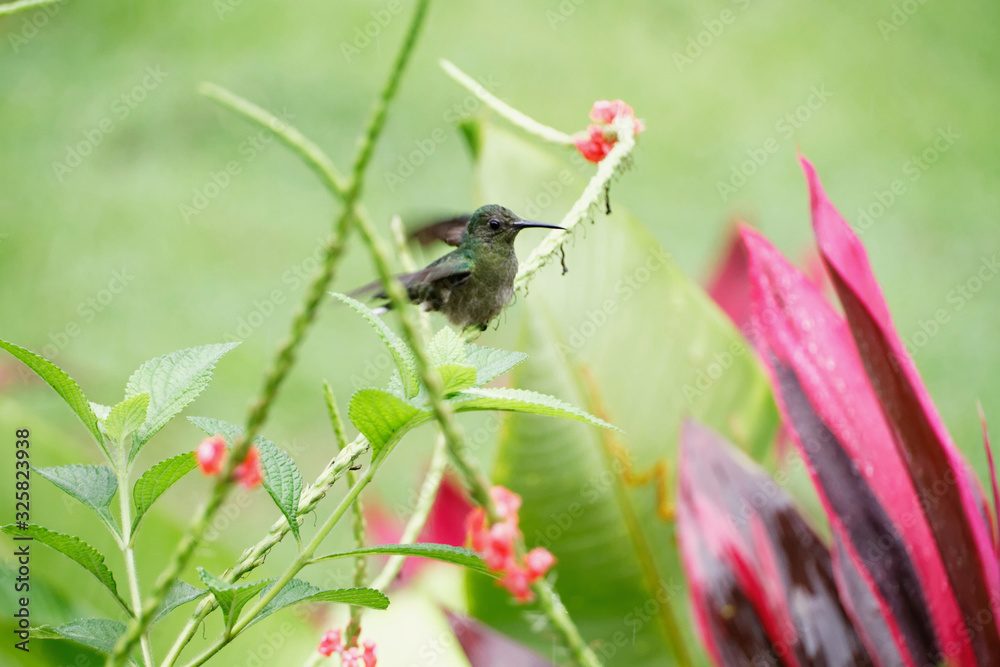 Kolibri Kolibri