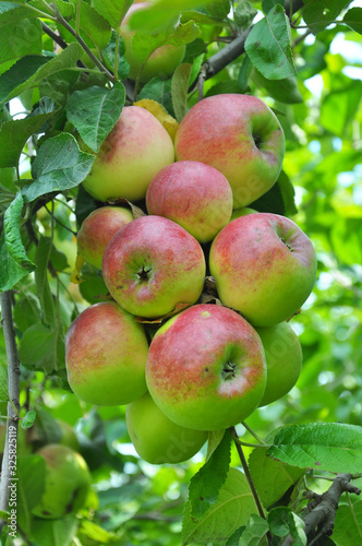 Apples ripen on the tree branch