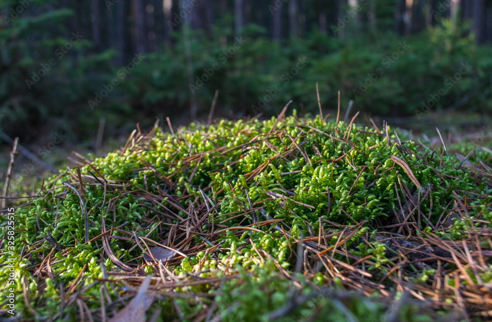 moss on a stump in the forest