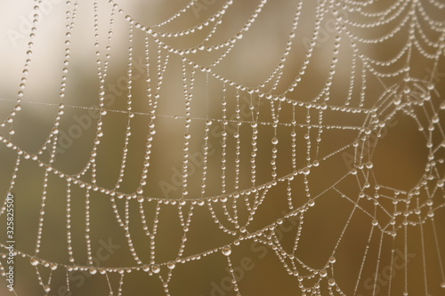 Water drops trapped in spider web