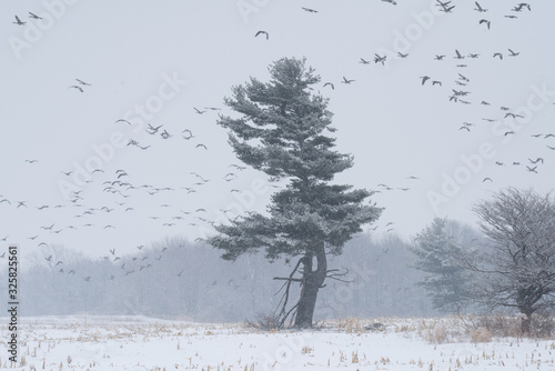 Canada Geese Flying in Winter