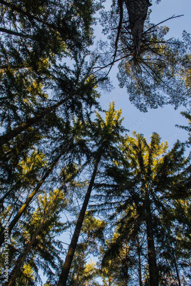 treetops against the sky treetops against the sky