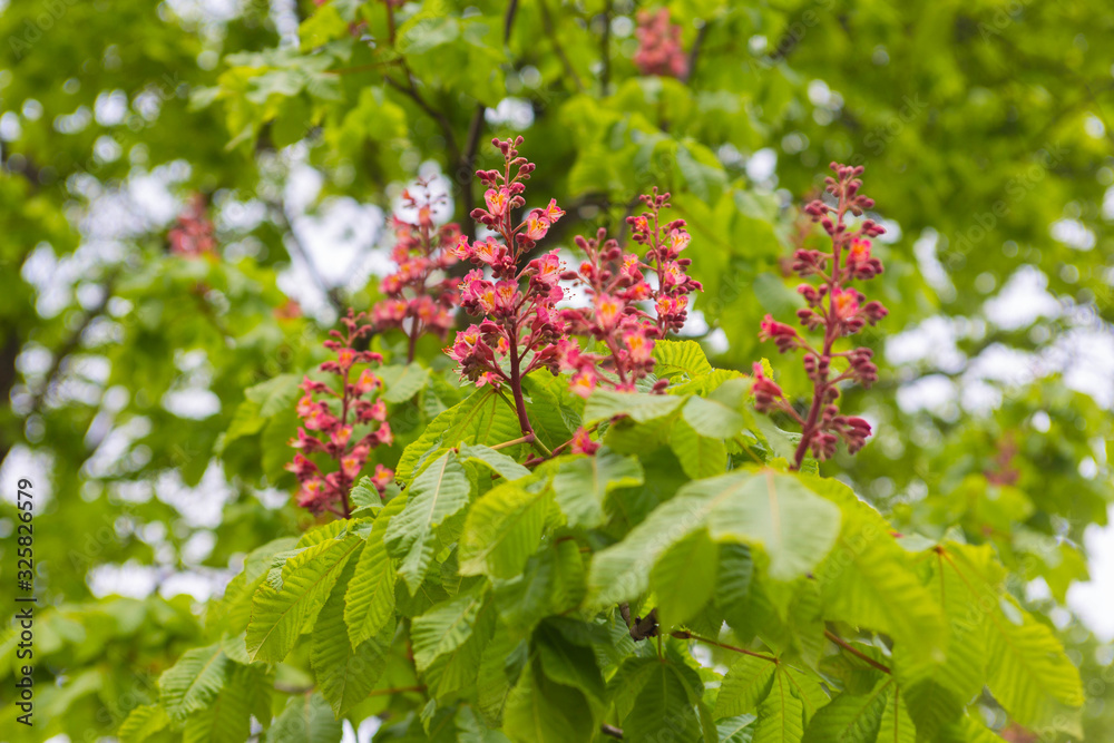 flowering red chestnut tree in spring flowering red chestnut tree in spring