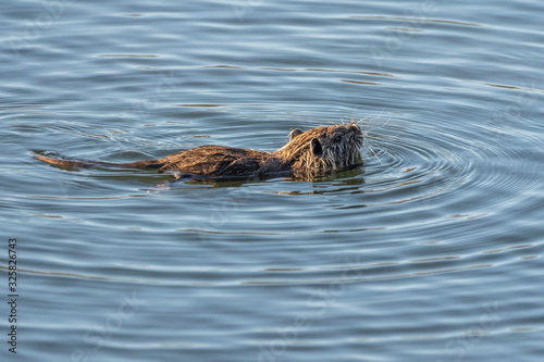 Water rat (arvicola sapidus) in the Natural Park of the Marshes of Ampurdán.