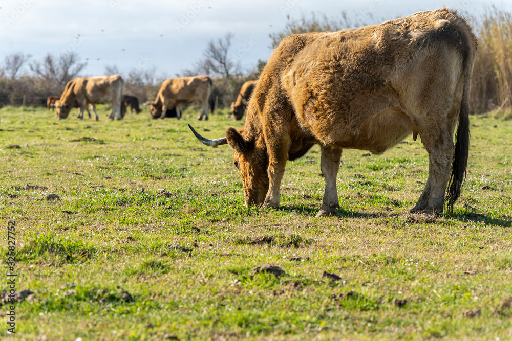 Fototapeta premium Cow grazing in the marshes of the Ampurdan.