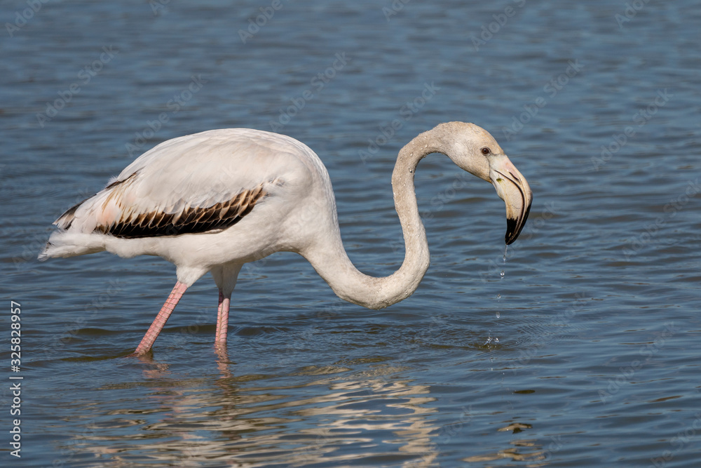 Pink flamingos (phoenicopterus roseus) in the Natural Park of the Marshes of Ampurdán.