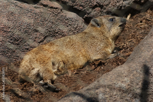 Hyrax