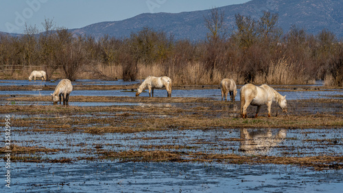 Fototapeta Naklejka Na Ścianę i Meble -  Horses of the Camargue in the Natural Park of the Marshes of Ampurdán.