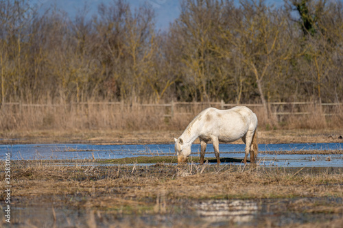 Horse of the Camargue in the Natural Park of the Marshes of Ampurdán. © Pablo Eskuder