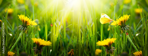 Spring or summer eco background with blooming yellow dandelions flowers on fresh clean green lawn, butterfly, red ladybugs sitting on blade of grass on a sunny day, wide panoramic banner, sun rays