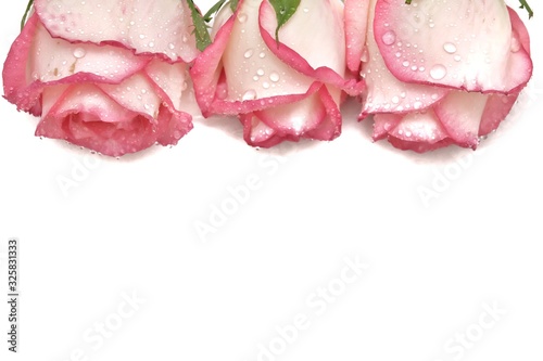 A group of sweet pink rose blossom with droplets and corollas on white isolated background,softly style and copy space